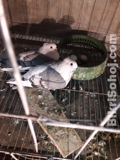 (ব্লু শার্ট ইন) রানিং